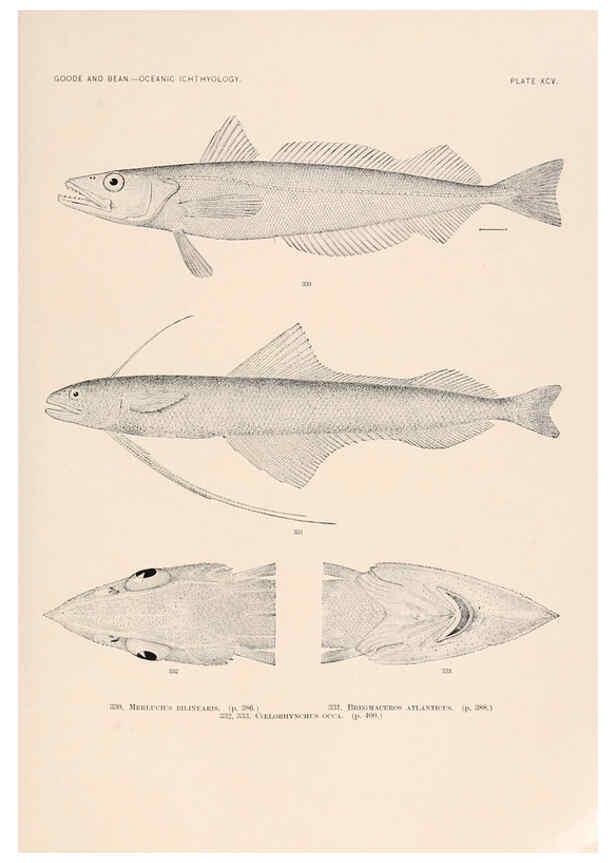 Reproducción/Reproduction 6441805753: Oceanic ichthyology. v.22 atlas. Cambridge, U.S.A. :Printed for the Museum,1896