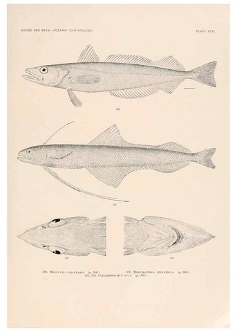 Reproducción/Reproduction 6441805753: Oceanic ichthyology. v.22 atlas. Cambridge, U.S.A. :Printed for the Museum,1896