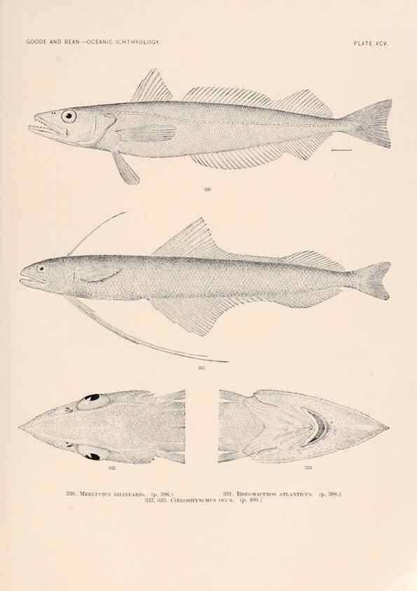 Reproducción/Reproduction 6441805753: Oceanic ichthyology. v.22 atlas. Cambridge, U.S.A. :Printed for the Museum,1896