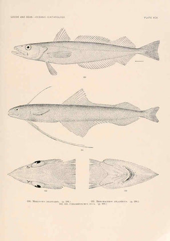 Reproducción/Reproduction 6441805753: Oceanic ichthyology. v.22 atlas. Cambridge, U.S.A. :Printed for the Museum,1896