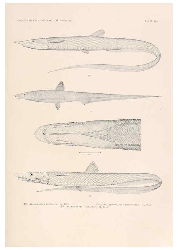 Reproducción/Reproduction 6441786197: Oceanic ichthyology. v.22 atlas. Cambridge, U.S.A. :Printed for the Museum,1896