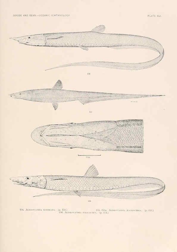Reproducción/Reproduction 6441786197: Oceanic ichthyology. v.22 atlas. Cambridge, U.S.A. :Printed for the Museum,1896