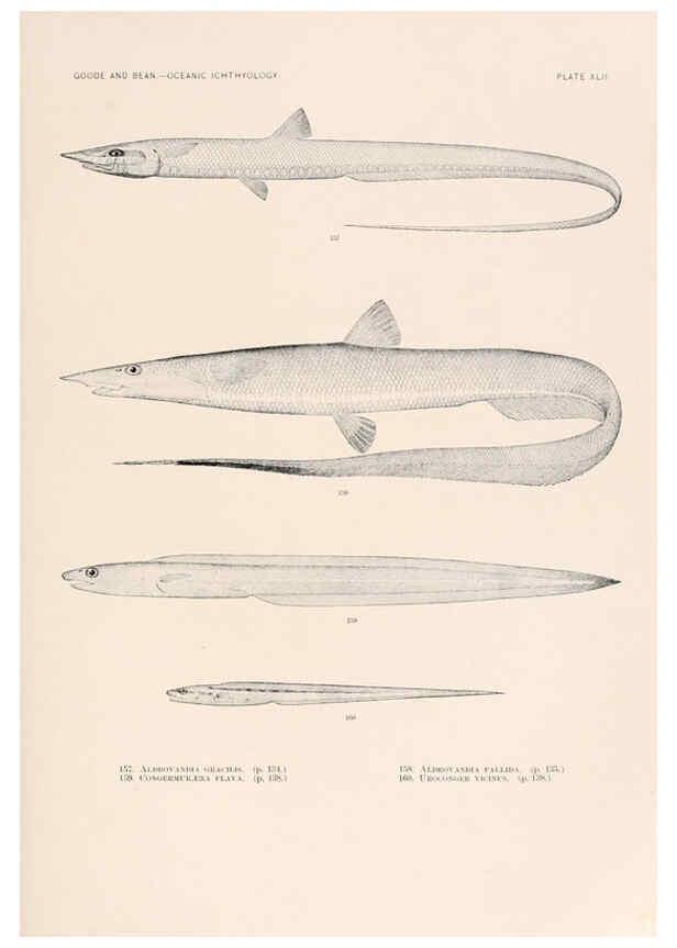 Reproducción/Reproduction 6441786515: Oceanic ichthyology. v.22 atlas. Cambridge, U.S.A. :Printed for the Museum,1896