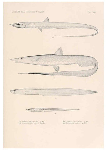 Reproducción/Reproduction 6441786515: Oceanic ichthyology. v.22 atlas. Cambridge, U.S.A. :Printed for the Museum,1896