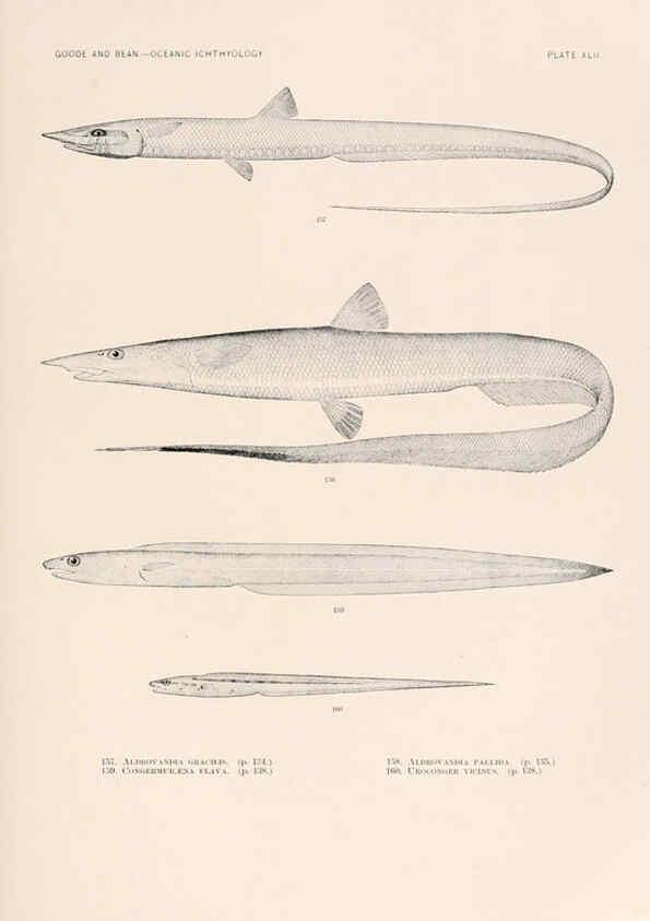 Reproducción/Reproduction 6441786515: Oceanic ichthyology. v.22 atlas. Cambridge, U.S.A. :Printed for the Museum,1896