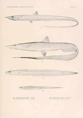 Reproducción/Reproduction 6441786515: Oceanic ichthyology. v.22 atlas. Cambridge, U.S.A. :Printed for the Museum,1896