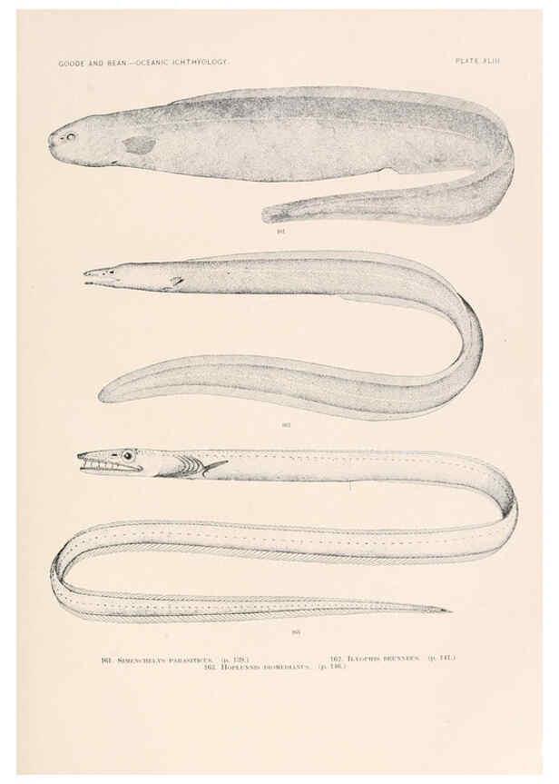 Reproducción/Reproduction 6441786849: Oceanic ichthyology. v.22 atlas. Cambridge, U.S.A. :Printed for the Museum,1896