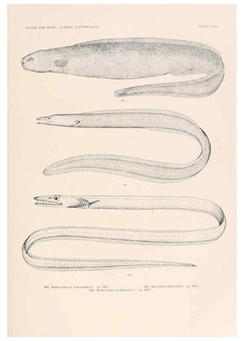 Reproducción/Reproduction 6441786849: Oceanic ichthyology. v.22 atlas. Cambridge, U.S.A. :Printed for the Museum,1896