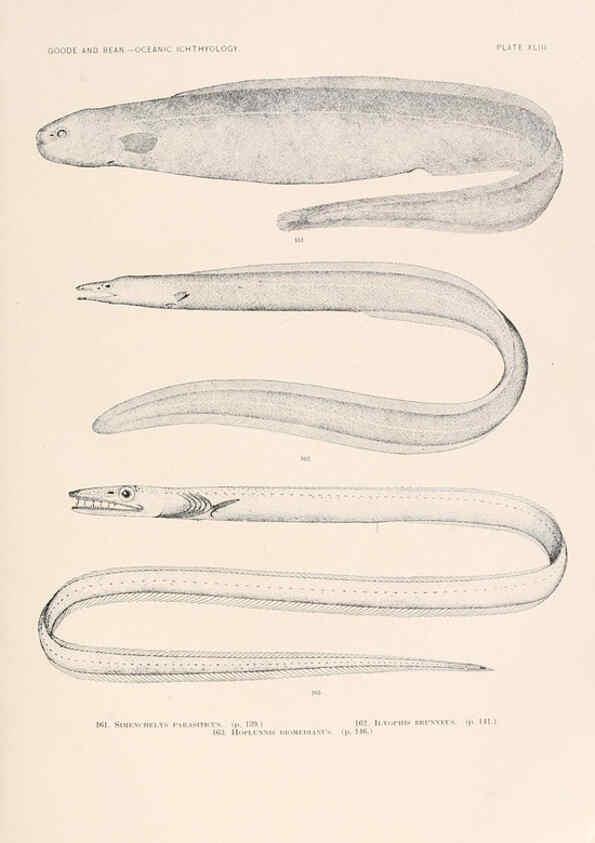Reproducción/Reproduction 6441786849: Oceanic ichthyology. v.22 atlas. Cambridge, U.S.A. :Printed for the Museum,1896