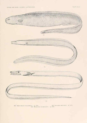 Reproducción/Reproduction 6441786849: Oceanic ichthyology. v.22 atlas. Cambridge, U.S.A. :Printed for the Museum,1896