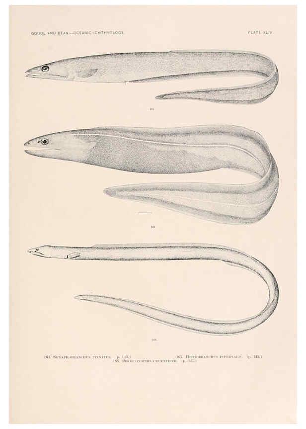 Reproducción/Reproduction 6441787201: Oceanic ichthyology. v.22 atlas. Cambridge, U.S.A. :Printed for the Museum,1896