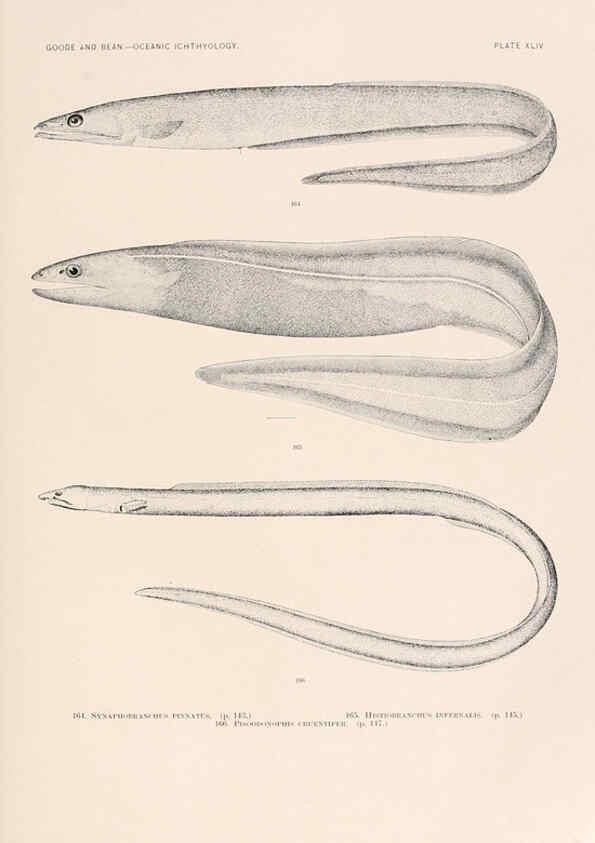 Reproducción/Reproduction 6441787201: Oceanic ichthyology. v.22 atlas. Cambridge, U.S.A. :Printed for the Museum,1896
