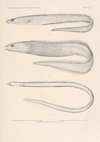 Reproducción/Reproduction 6441787201: Oceanic ichthyology. v.22 atlas. Cambridge, U.S.A. :Printed for the Museum,1896