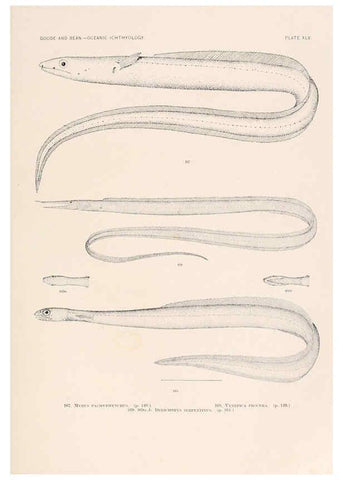 Reproducción/Reproduction 6441787537: Oceanic ichthyology. v.22 atlas. Cambridge, U.S.A. :Printed for the Museum,1896