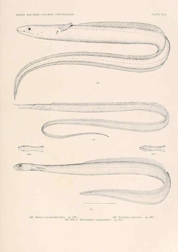 Reproducción/Reproduction 6441787537: Oceanic ichthyology. v.22 atlas. Cambridge, U.S.A. :Printed for the Museum,1896