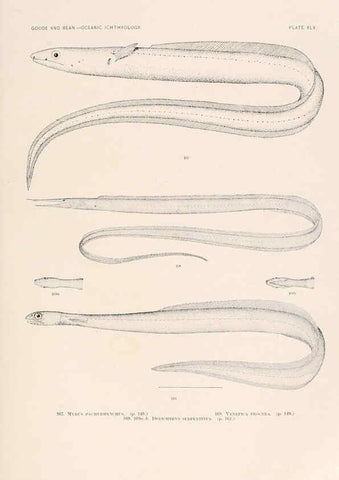 Reproducción/Reproduction 6441787537: Oceanic ichthyology. v.22 atlas. Cambridge, U.S.A. :Printed for the Museum,1896