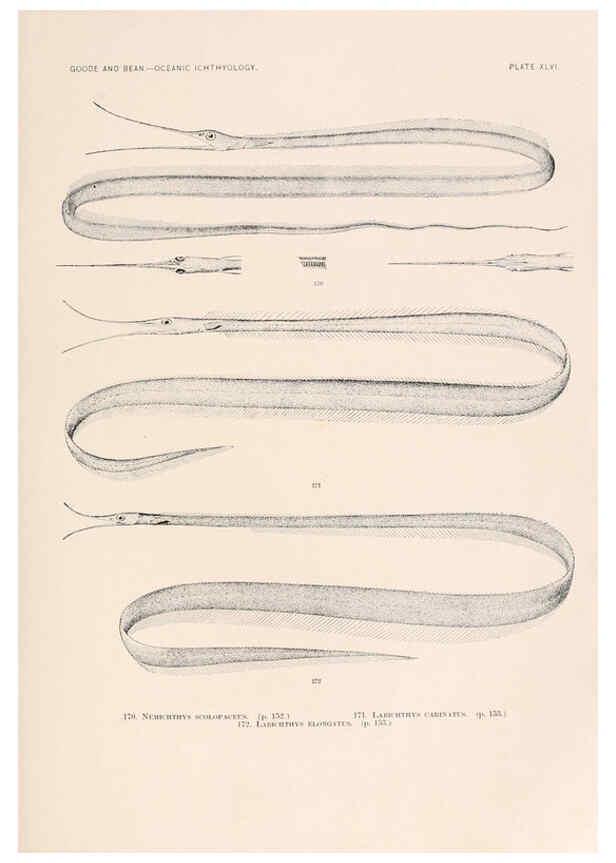 Reproducción/Reproduction 6441787845: Oceanic ichthyology. v.22 atlas. Cambridge, U.S.A. :Printed for the Museum,1896