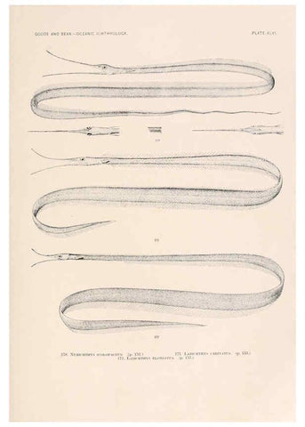 Reproducción/Reproduction 6441787845: Oceanic ichthyology. v.22 atlas. Cambridge, U.S.A. :Printed for the Museum,1896