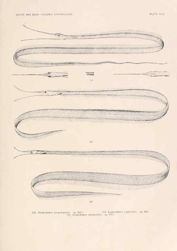 Reproducción/Reproduction 6441787845: Oceanic ichthyology. v.22 atlas. Cambridge, U.S.A. :Printed for the Museum,1896