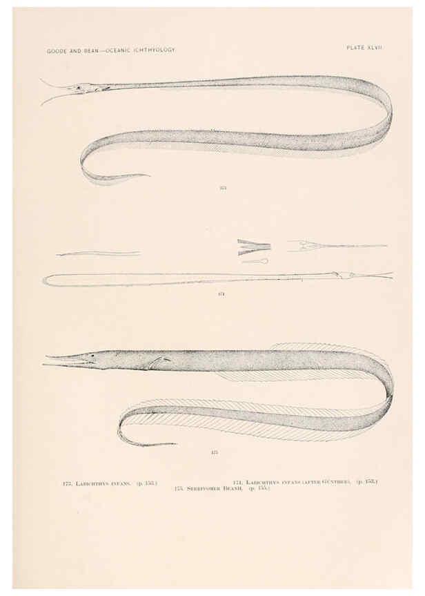 Reproducción/Reproduction 6441788217: Oceanic ichthyology. v.22 atlas. Cambridge, U.S.A. :Printed for the Museum,1896