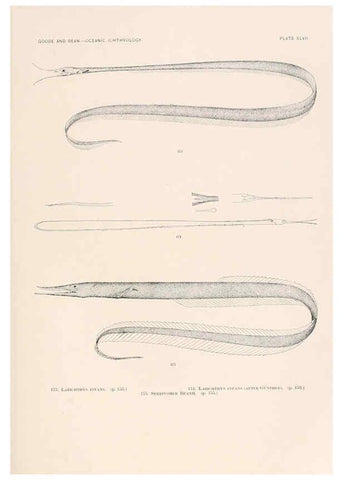 Reproducción/Reproduction 6441788217: Oceanic ichthyology. v.22 atlas. Cambridge, U.S.A. :Printed for the Museum,1896