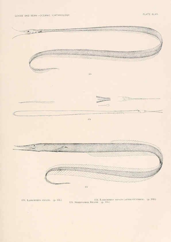Reproducción/Reproduction 6441788217: Oceanic ichthyology. v.22 atlas. Cambridge, U.S.A. :Printed for the Museum,1896