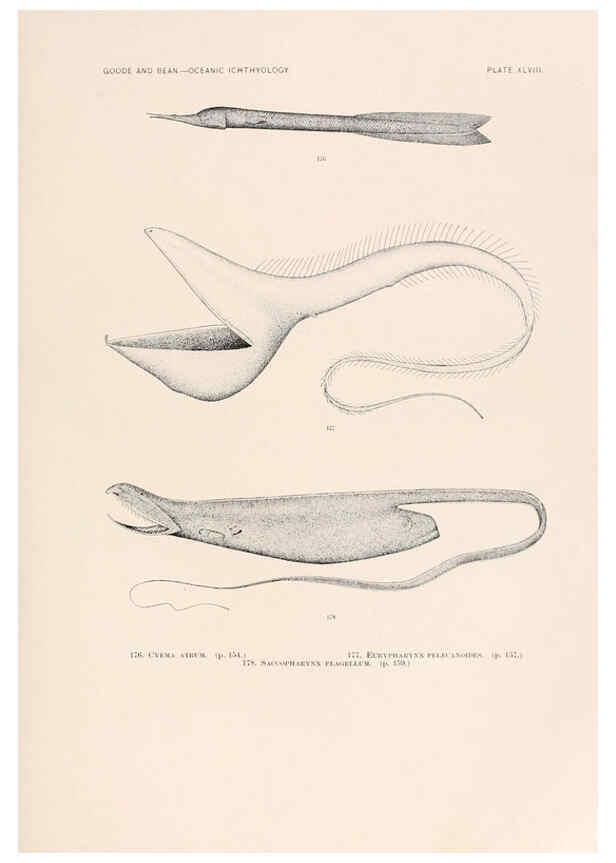 Reproducción/Reproduction 6441788557: Oceanic ichthyology. v.22 atlas. Cambridge, U.S.A. :Printed for the Museum,1896