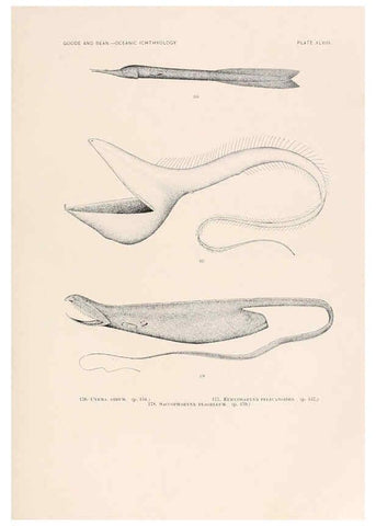 Reproducción/Reproduction 6441788557: Oceanic ichthyology. v.22 atlas. Cambridge, U.S.A. :Printed for the Museum,1896