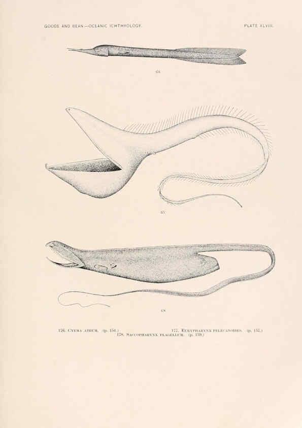 Reproducción/Reproduction 6441788557: Oceanic ichthyology. v.22 atlas. Cambridge, U.S.A. :Printed for the Museum,1896