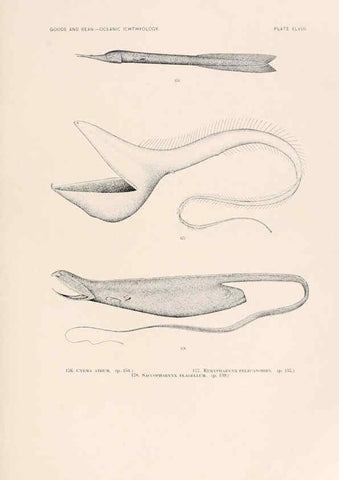 Reproducción/Reproduction 6441788557: Oceanic ichthyology. v.22 atlas. Cambridge, U.S.A. :Printed for the Museum,1896