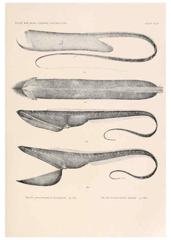 Reproducción/Reproduction 6441788853: Oceanic ichthyology. v.22 atlas. Cambridge, U.S.A. :Printed for the Museum,1896