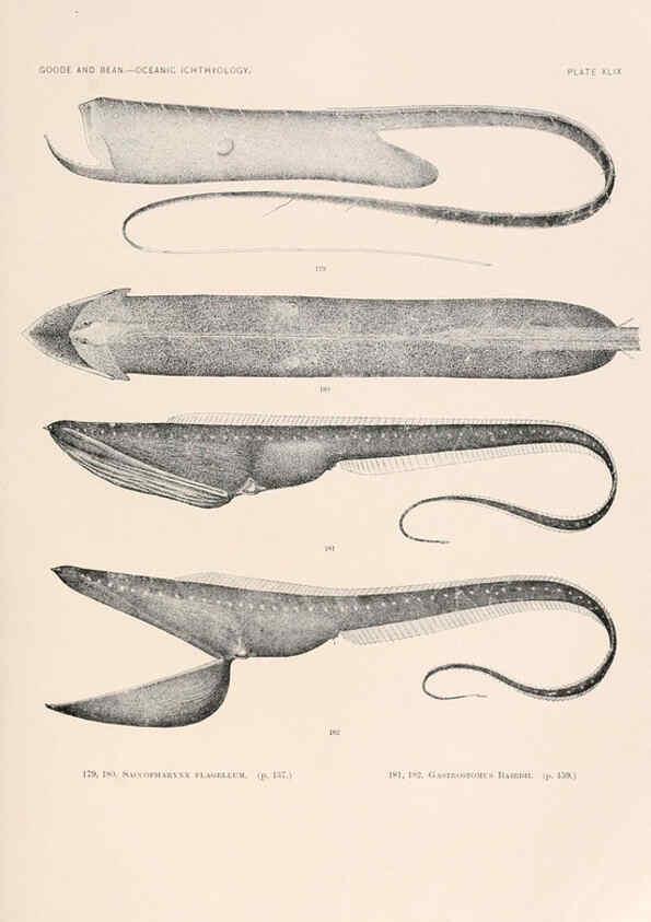 Reproducción/Reproduction 6441788853: Oceanic ichthyology. v.22 atlas. Cambridge, U.S.A. :Printed for the Museum,1896