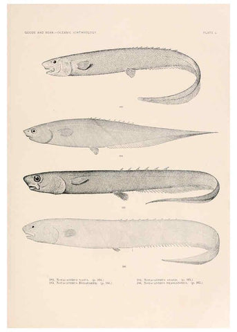 Reproducción/Reproduction 6441789357: Oceanic ichthyology. v.22 atlas. Cambridge, U.S.A. :Printed for the Museum,1896