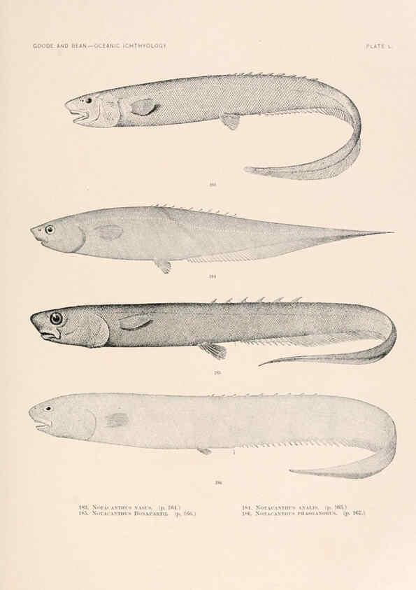 Reproducción/Reproduction 6441789357: Oceanic ichthyology. v.22 atlas. Cambridge, U.S.A. :Printed for the Museum,1896
