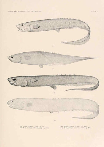 Reproducción/Reproduction 6441789357: Oceanic ichthyology. v.22 atlas. Cambridge, U.S.A. :Printed for the Museum,1896