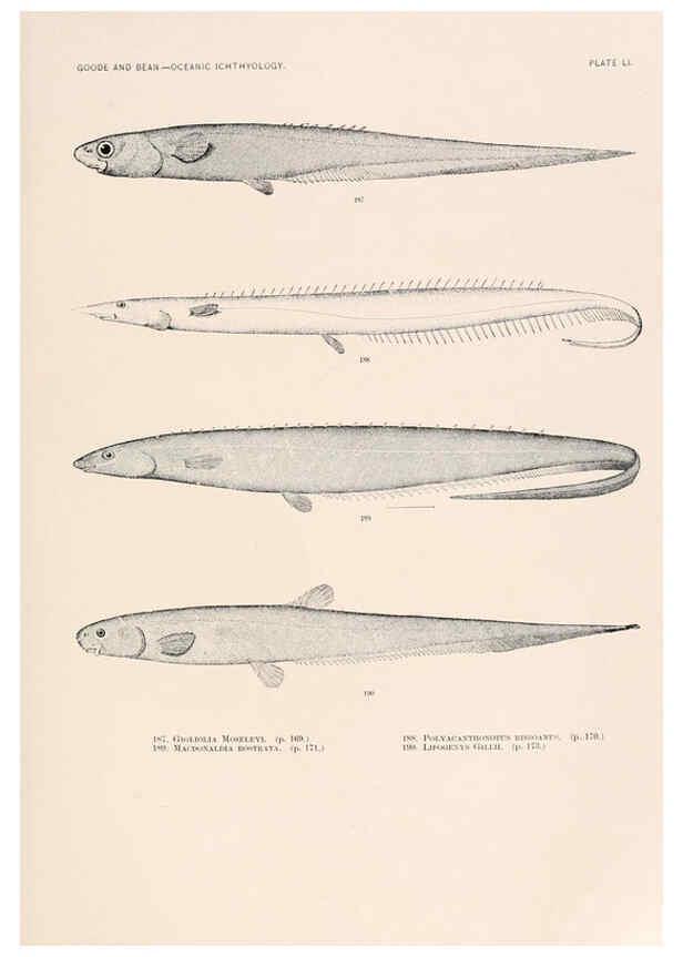 Reproducción/Reproduction 6441789829: Oceanic ichthyology. v.22 atlas. Cambridge, U.S.A. :Printed for the Museum,1896