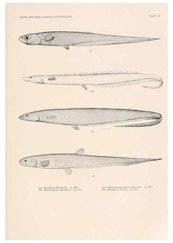Reproducción/Reproduction 6441789829: Oceanic ichthyology. v.22 atlas. Cambridge, U.S.A. :Printed for the Museum,1896