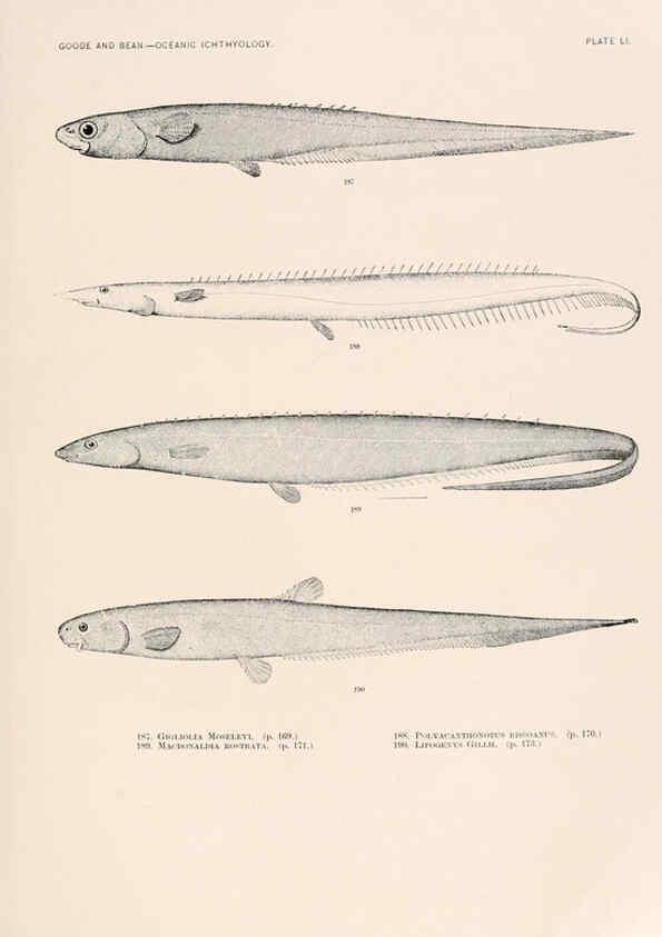 Reproducción/Reproduction 6441789829: Oceanic ichthyology. v.22 atlas. Cambridge, U.S.A. :Printed for the Museum,1896