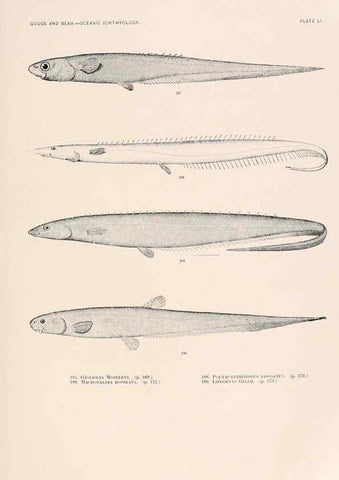 Reproducción/Reproduction 6441789829: Oceanic ichthyology. v.22 atlas. Cambridge, U.S.A. :Printed for the Museum,1896