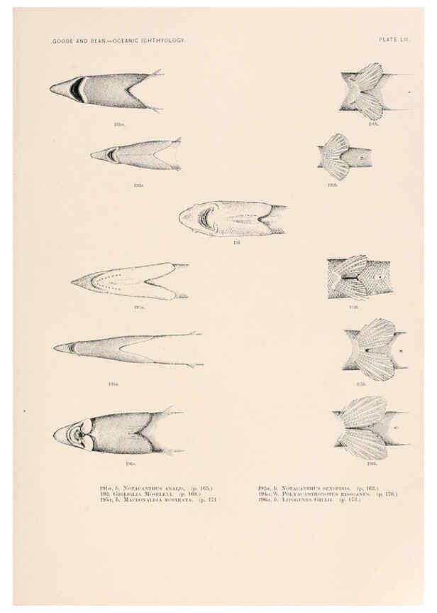 Reproducción/Reproduction 6441790289: Oceanic ichthyology. v.22 atlas. Cambridge, U.S.A. :Printed for the Museum,1896