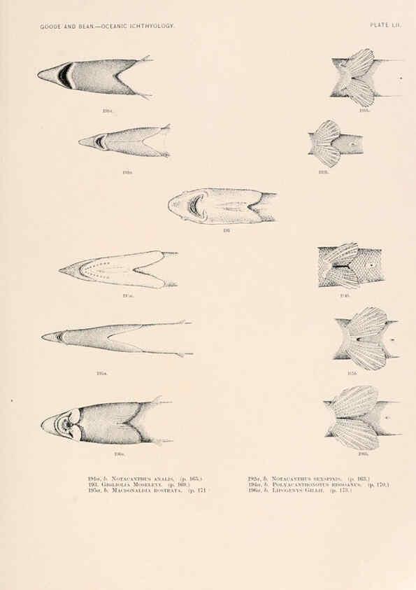 Reproducción/Reproduction 6441790289: Oceanic ichthyology. v.22 atlas. Cambridge, U.S.A. :Printed for the Museum,1896