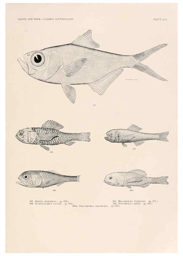 Reproducción/Reproduction 6441790775: Oceanic ichthyology. v.22 atlas. Cambridge, U.S.A. :Printed for the Museum,1896