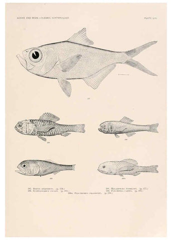 Reproducción/Reproduction 6441790775: Oceanic ichthyology. v.22 atlas. Cambridge, U.S.A. :Printed for the Museum,1896