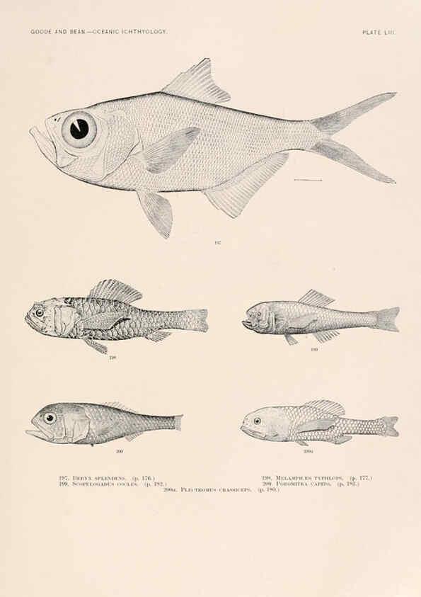 Reproducción/Reproduction 6441790775: Oceanic ichthyology. v.22 atlas. Cambridge, U.S.A. :Printed for the Museum,1896