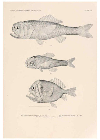 Reproducción/Reproduction 6441791087: Oceanic ichthyology. v.22 atlas. Cambridge, U.S.A. :Printed for the Museum,1896