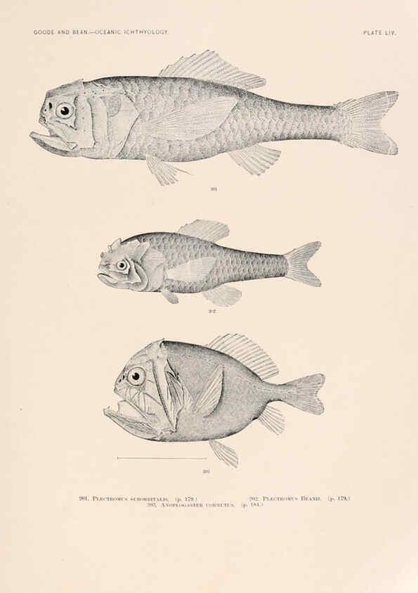 Reproducción/Reproduction 6441791087: Oceanic ichthyology. v.22 atlas. Cambridge, U.S.A. :Printed for the Museum,1896
