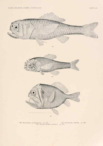 Reproducción/Reproduction 6441791087: Oceanic ichthyology. v.22 atlas. Cambridge, U.S.A. :Printed for the Museum,1896