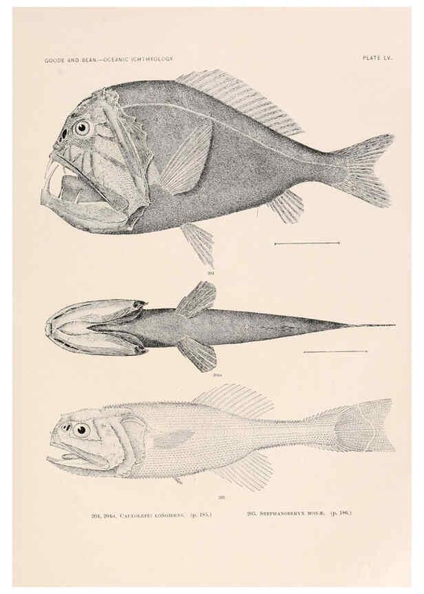 Reproducción/Reproduction 6441791429: Oceanic ichthyology. v.22 atlas. Cambridge, U.S.A. :Printed for the Museum,1896