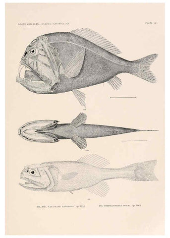 Reproducción/Reproduction 6441791429: Oceanic ichthyology. v.22 atlas. Cambridge, U.S.A. :Printed for the Museum,1896