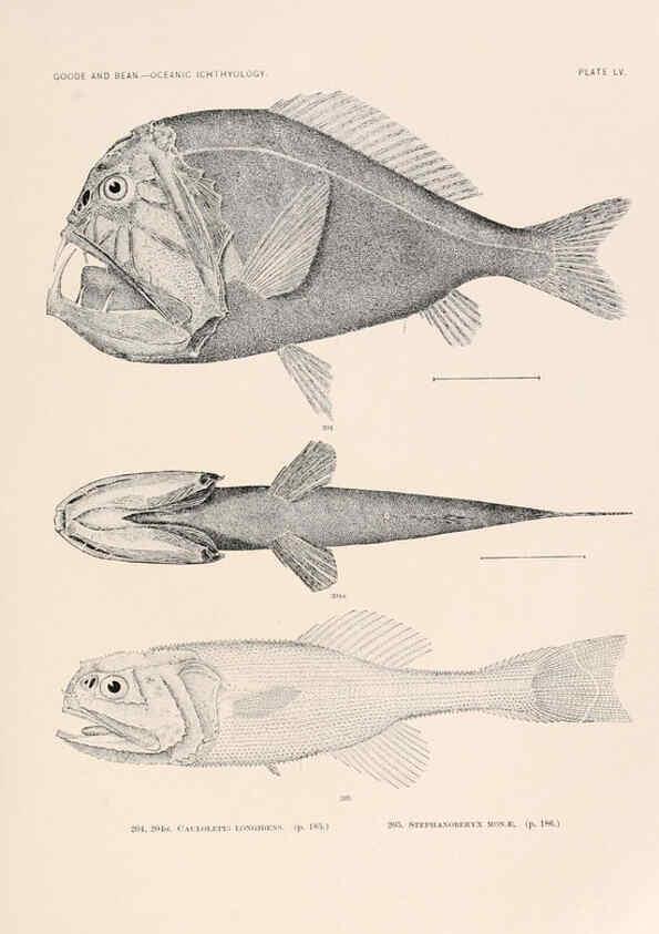 Reproducción/Reproduction 6441791429: Oceanic ichthyology. v.22 atlas. Cambridge, U.S.A. :Printed for the Museum,1896